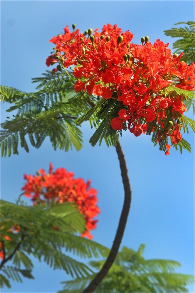 狀元紅，揭秘4987最準(zhǔn)最快的秘密武器，狀元紅，揭秘最準(zhǔn)最快的秘密武器 4987