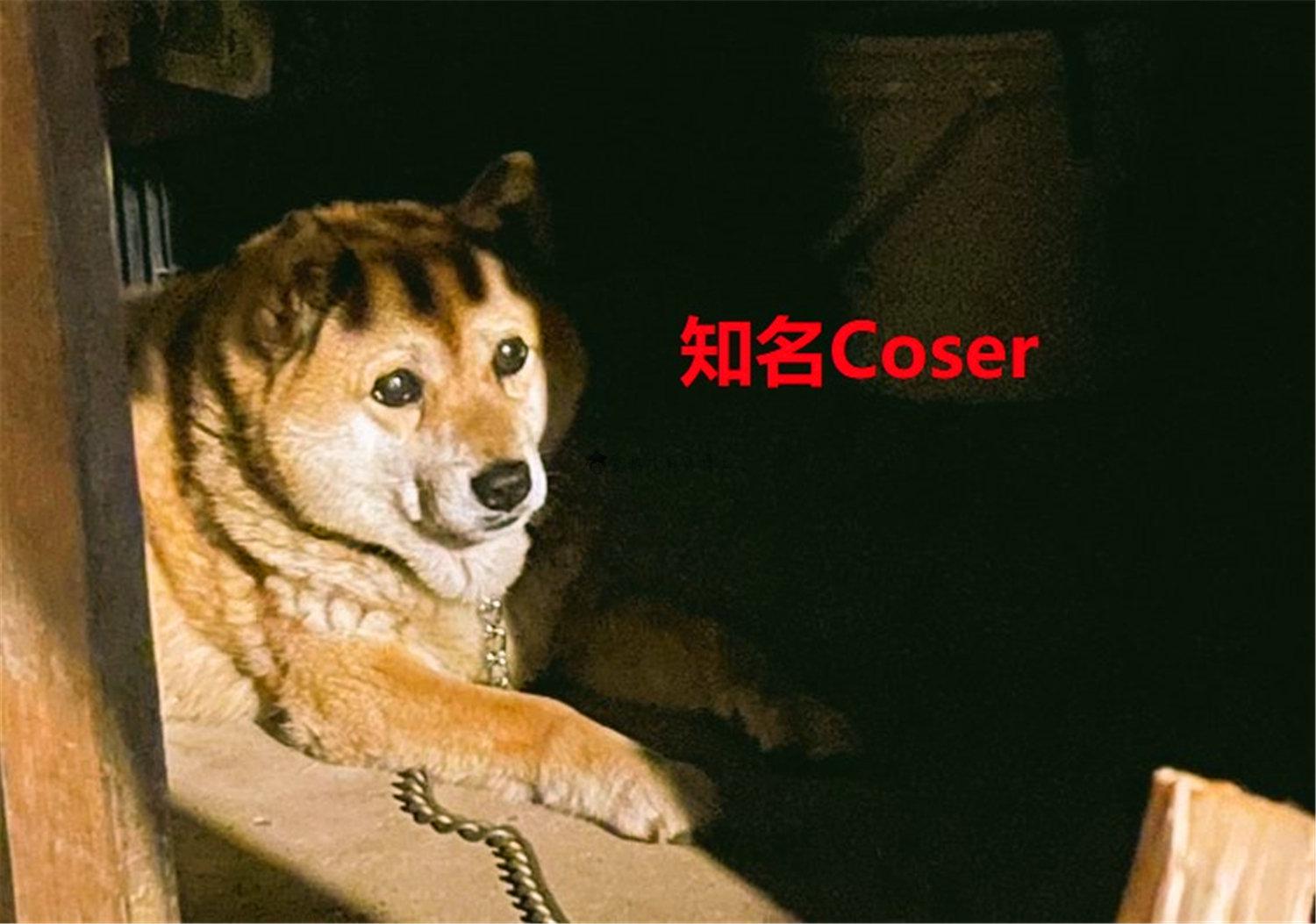 豬狗同行王中王，猜一肖，深度解析與SEO優(yōu)化，豬狗同行王中王猜謎解析與SEO優(yōu)化技巧，深度解析揭秘生肖之謎
