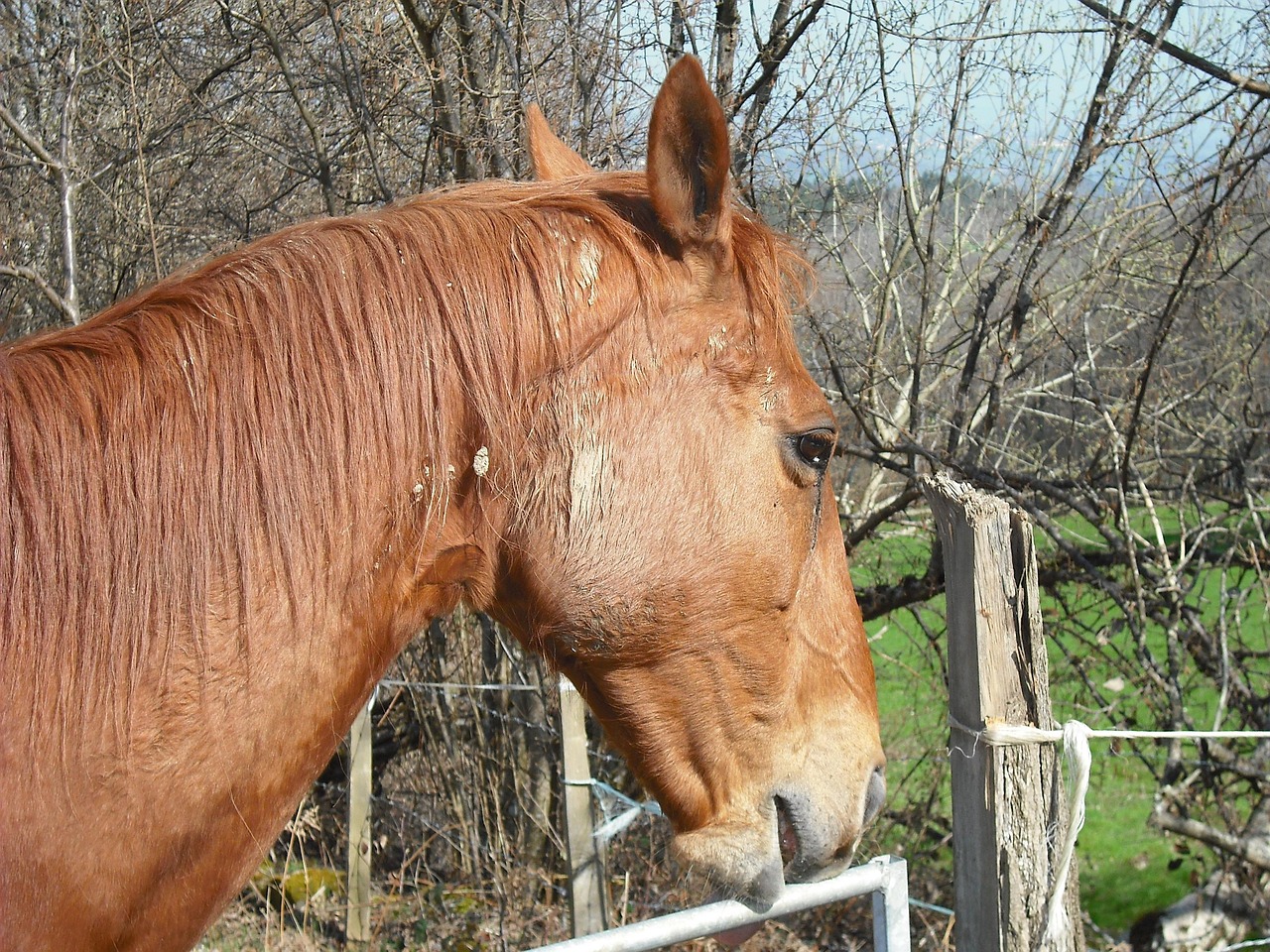 澳門四不像特馬，探索神秘現(xiàn)象背后的真相，澳門四不像特馬揭秘神秘現(xiàn)象背后的真相