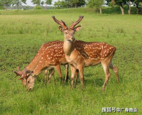 最新版本的6566cc澳彩資料大全介紹與特色功能解析，最新6566cc澳彩資料大全介紹與特色功能深度解析
