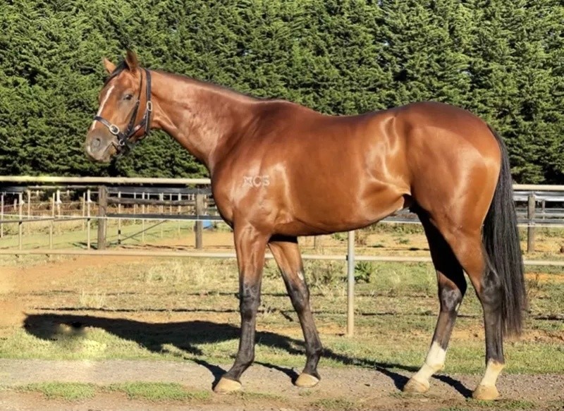 今晚澳門特馬開什么？今晚四不像的探討，今晚澳門特馬開彩結(jié)果及四不像探討
