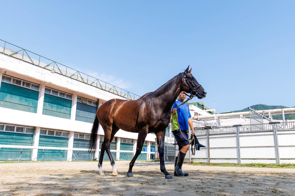 香港賽馬，77777與88888的激情碰撞，香港賽馬盛宴，激情碰撞的77777與88888對(duì)決